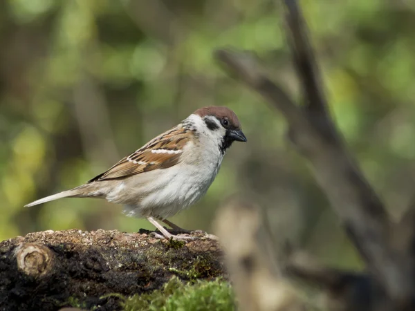 Tree Sparrow (Passer montanus — Stock Photo, Image