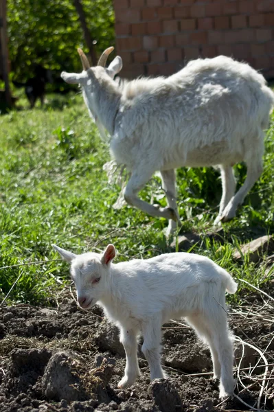 Kambing muda . — Stok Foto