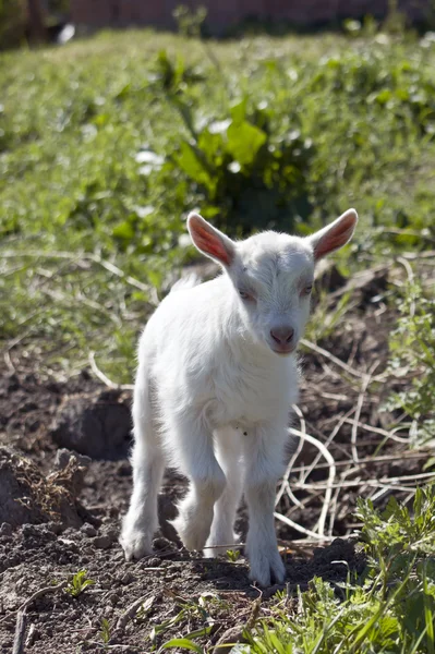 Kambing muda . — Stok Foto