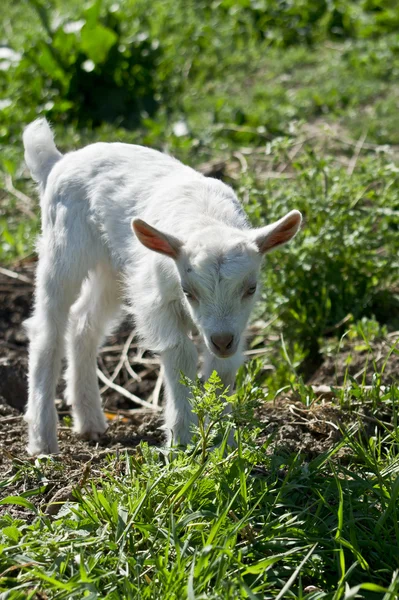 Unga getter. — Stockfoto