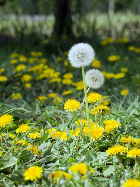 Tarassaco (Taraxacum officinale ) — Foto Stock