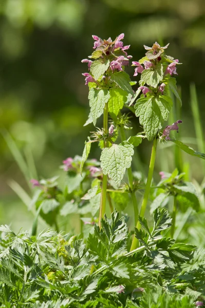 Rode dead nettle (dovenetel korstzwam) — Stockfoto