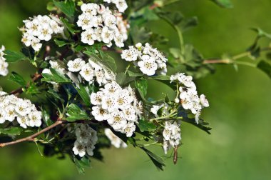 Alıç (Crataegus oxyacantha) 