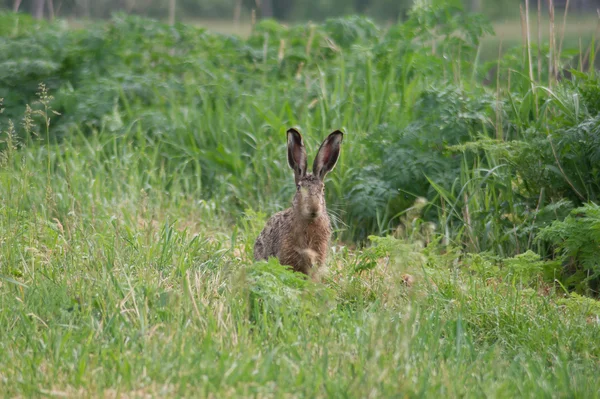 The rabbit — Stock Photo, Image