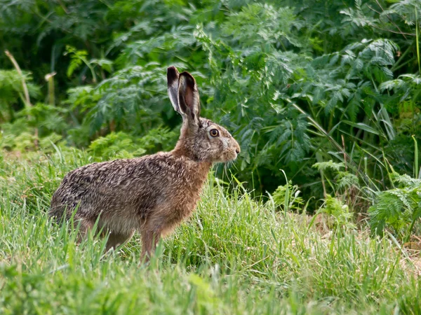 Il coniglio — Foto Stock