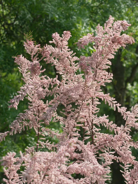 Tamarisco (Tamarix tetrandra ) — Foto Stock