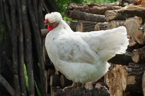 Длиннохохлая курица — стоковое фото
