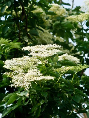 Elderflower