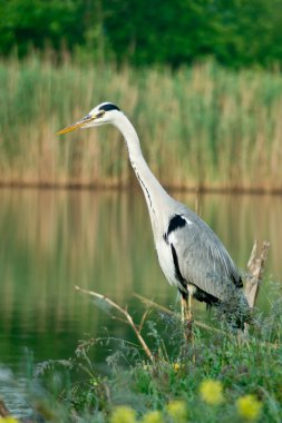 Mavi balıkçıl (Ardea cinerea) 