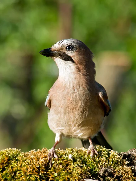 Jay bird (Garrulus glandarius) — Stock fotografie
