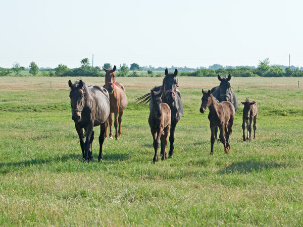 Horses.