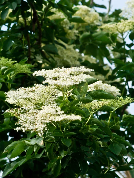 Flor de sabugo — Fotografia de Stock