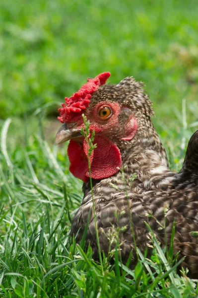 Hönor sola. — Stockfoto