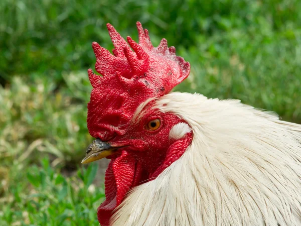 Witte haan. — Stockfoto