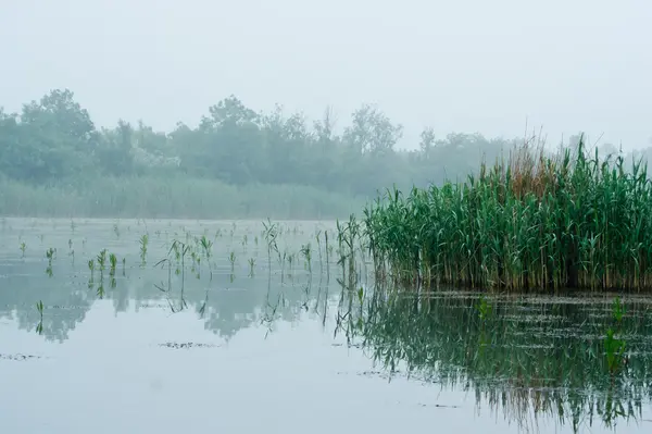 Reed bladeren. — Stockfoto