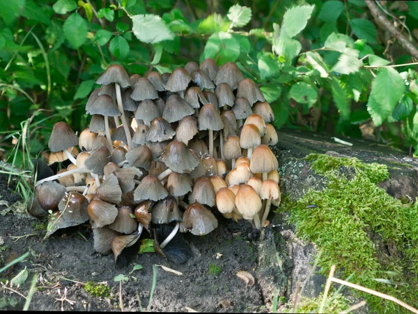 Чорнильні гриби (Coprinus micaceus ) — стокове фото