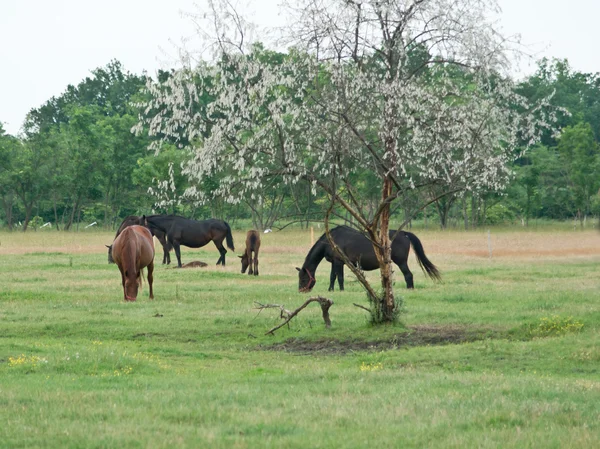 Hästar. — Stockfoto