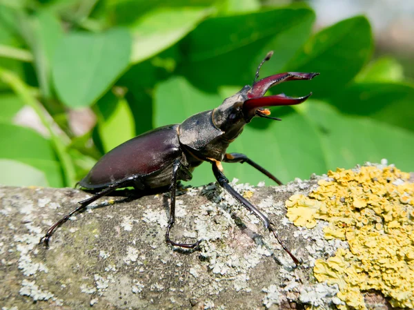 Besouro-das-estacas (Lucanus =us ) — Fotografia de Stock