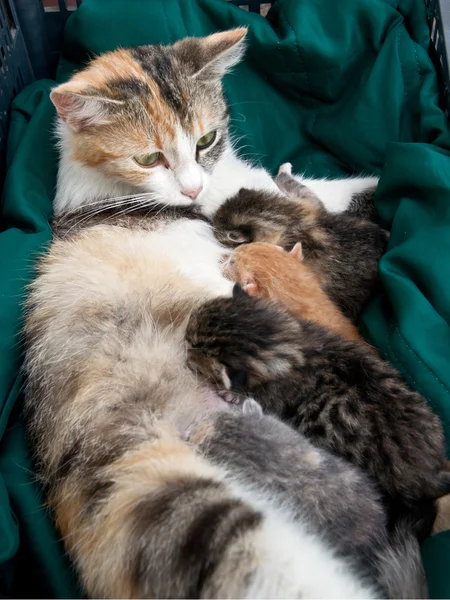 Gatos pequeños chupar — Foto de Stock