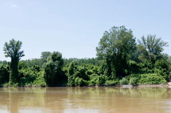 Langs de rivier bomen. — Stockfoto