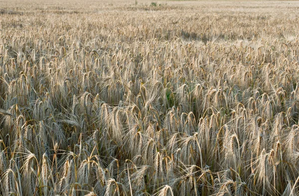 Winter barley (Hordeum vulgare L.) — Stock Photo, Image