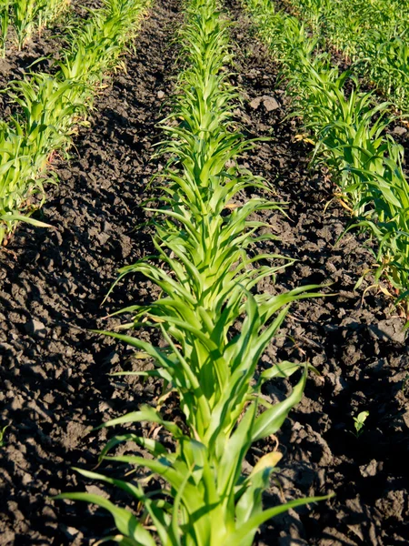 Majs (zea mays) — Stockfoto