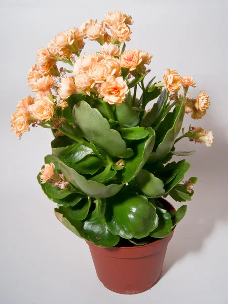 Kalanchoe. —  Fotos de Stock