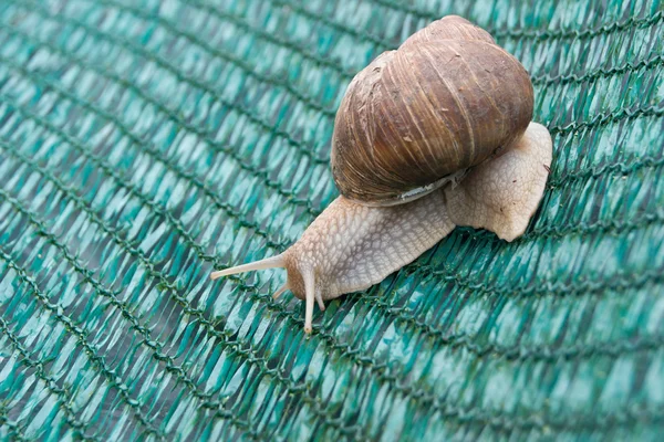 Lumache (Helix pomatia ) — Foto Stock