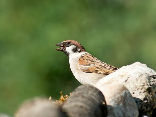 Sparrow — Stock fotografie