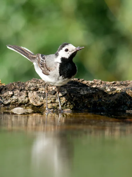 Wagtail groove. — Stock Photo, Image
