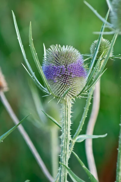 Dipsacus laciniatus — Stock Photo, Image