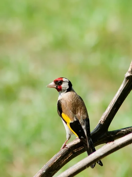 Goldfinch  (Carduelis carduelis) — Stock Photo, Image