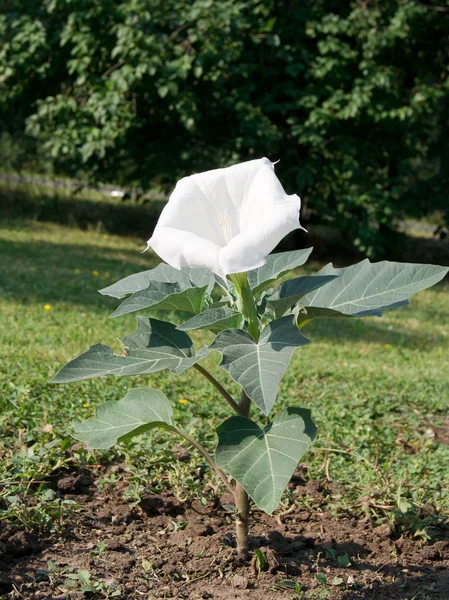 白 Brugmansia (白花曼陀罗) — 图库照片