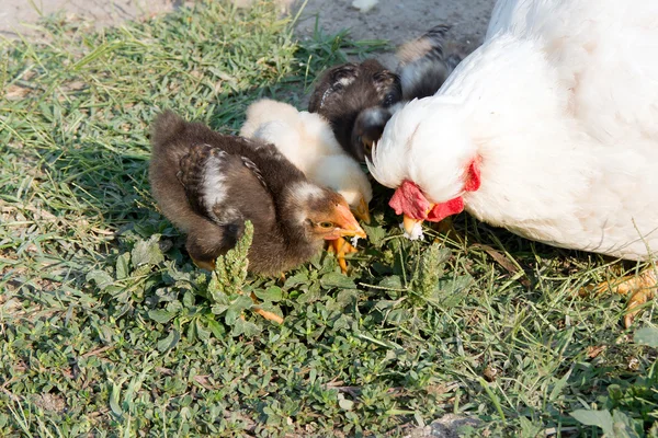 Henne und Küken. — Stockfoto