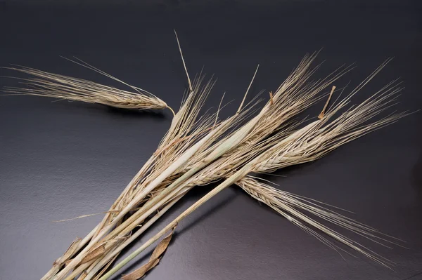 Winter barley ear. — Stock Photo, Image