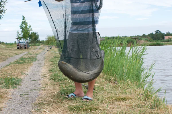 O peixe na rede . — Fotografia de Stock