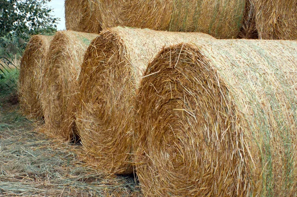 Pacas de paja . — Foto de Stock