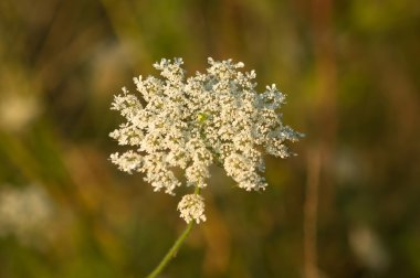 Kraliçe Anne'in dantel (Daucus carota)