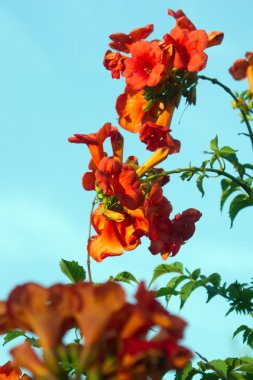 trompet çiçek (Campsis radicans)