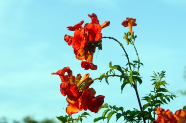 trompet çiçek (Campsis radicans)