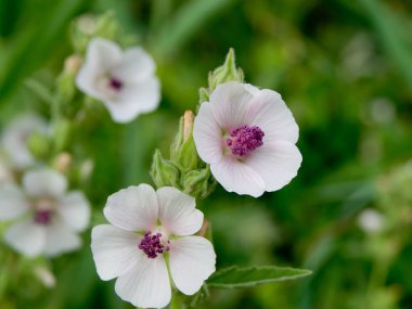 Hatmi (Althaea officinalis).
