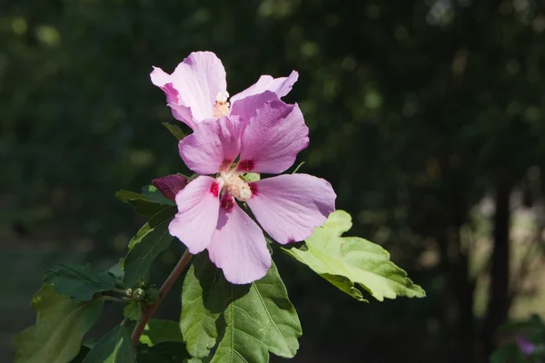Malva de arbusto (Hibiscus syriacus ) — Fotografia de Stock