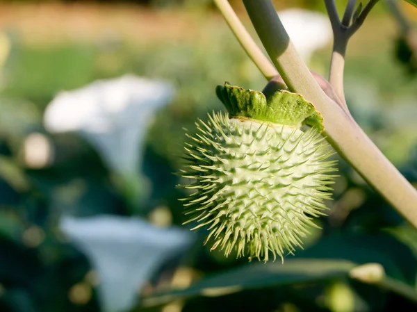 Semi di Brugmansia bianca (Datura metel) . — Foto Stock