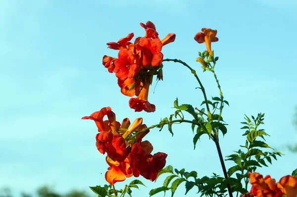 トランペットの花 (ノウゼンカズラ) ストックフォト