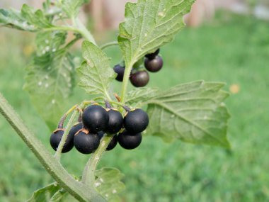 Siyah itüzümü (Solanum nigrum)