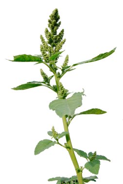 Pigweed (Amaranthus retroflexus)