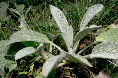 Woolly Stachys (Stachys byzantine) clipart