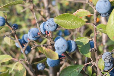Mavi sloes