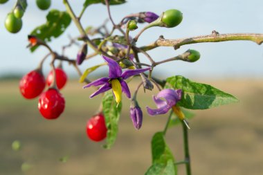 Kırmızı itüzümü (Solanum dulcamara)