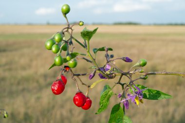 Kırmızı itüzümü (Solanum dulcamara)